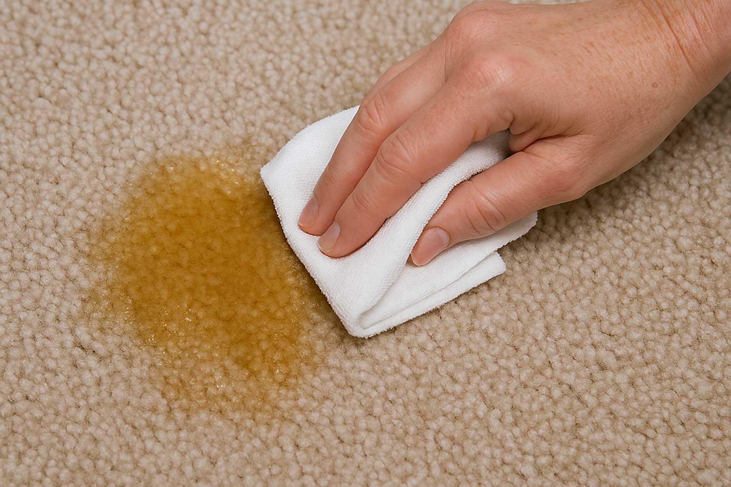 How to Get Dog Pee Out of a Rug – and Eliminate the Odor for Good ...