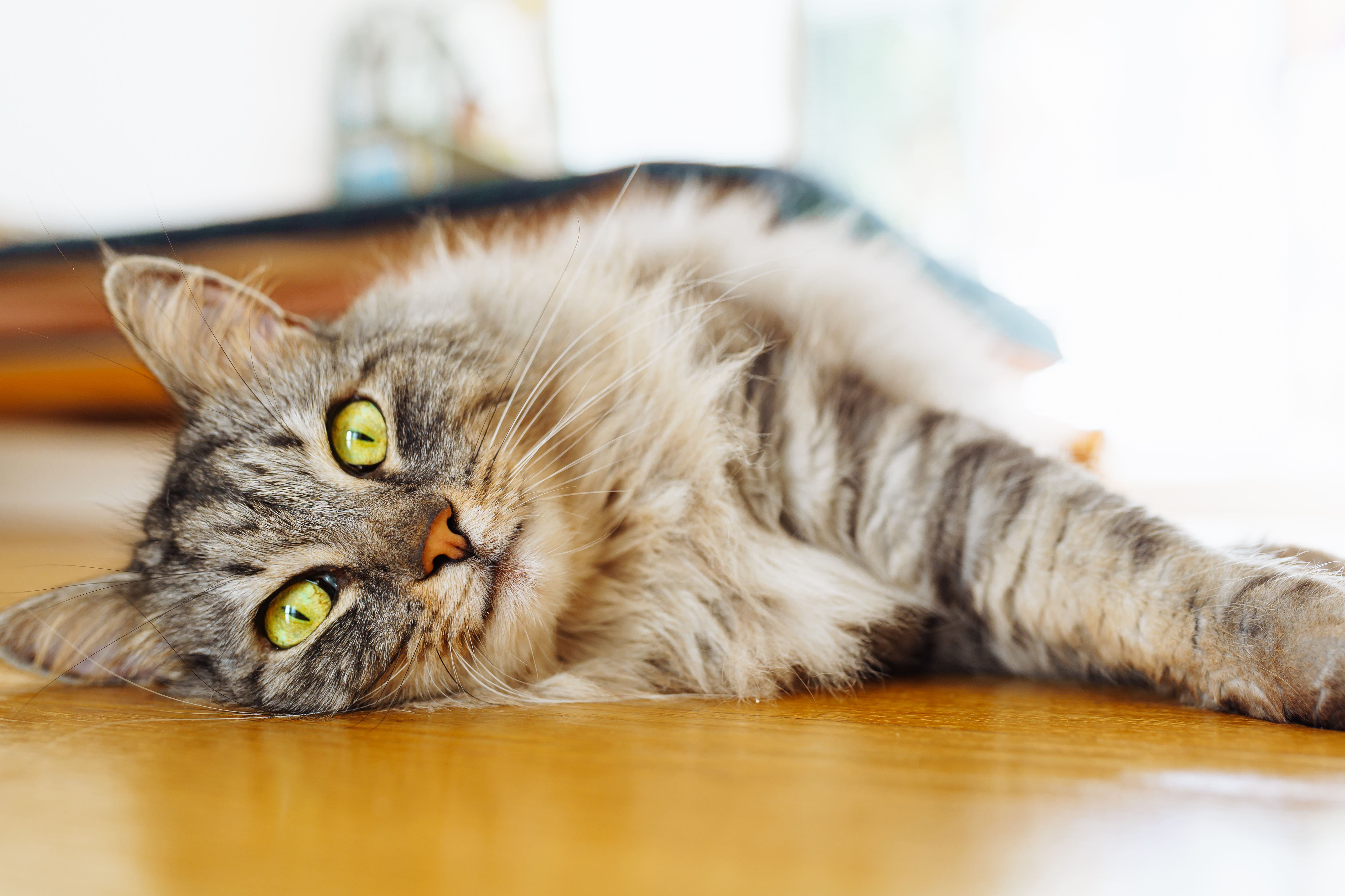 fluffy-domestic-cat-lies-on-parquet-floor-2026-01-08-22-30-43-utc.jpg