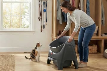 Putting pet safety first