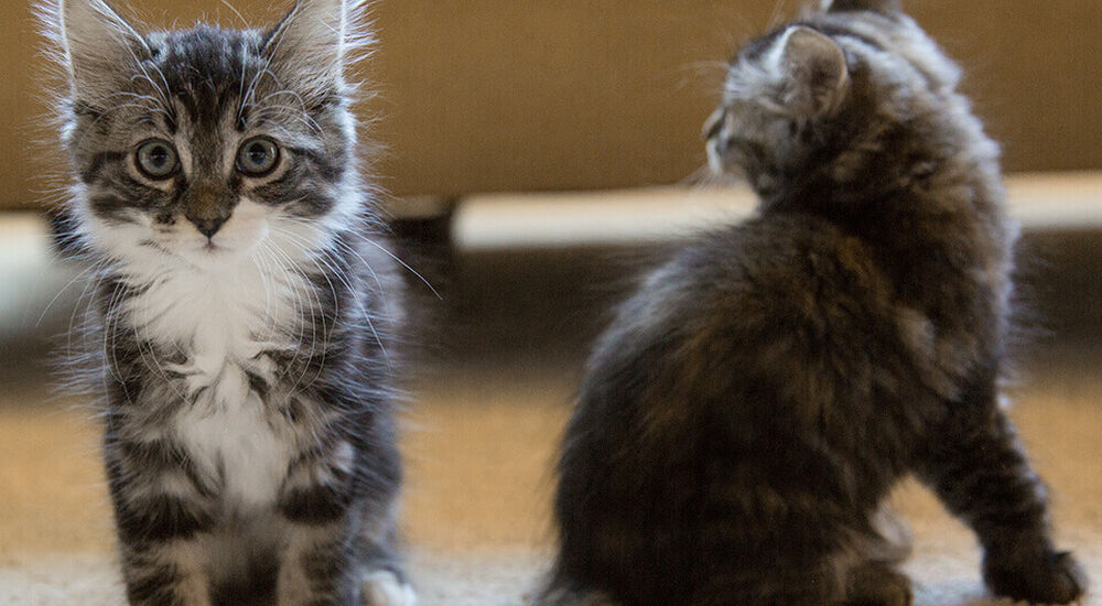 How to Remove Pet Urine from Carpet | BISSELL®