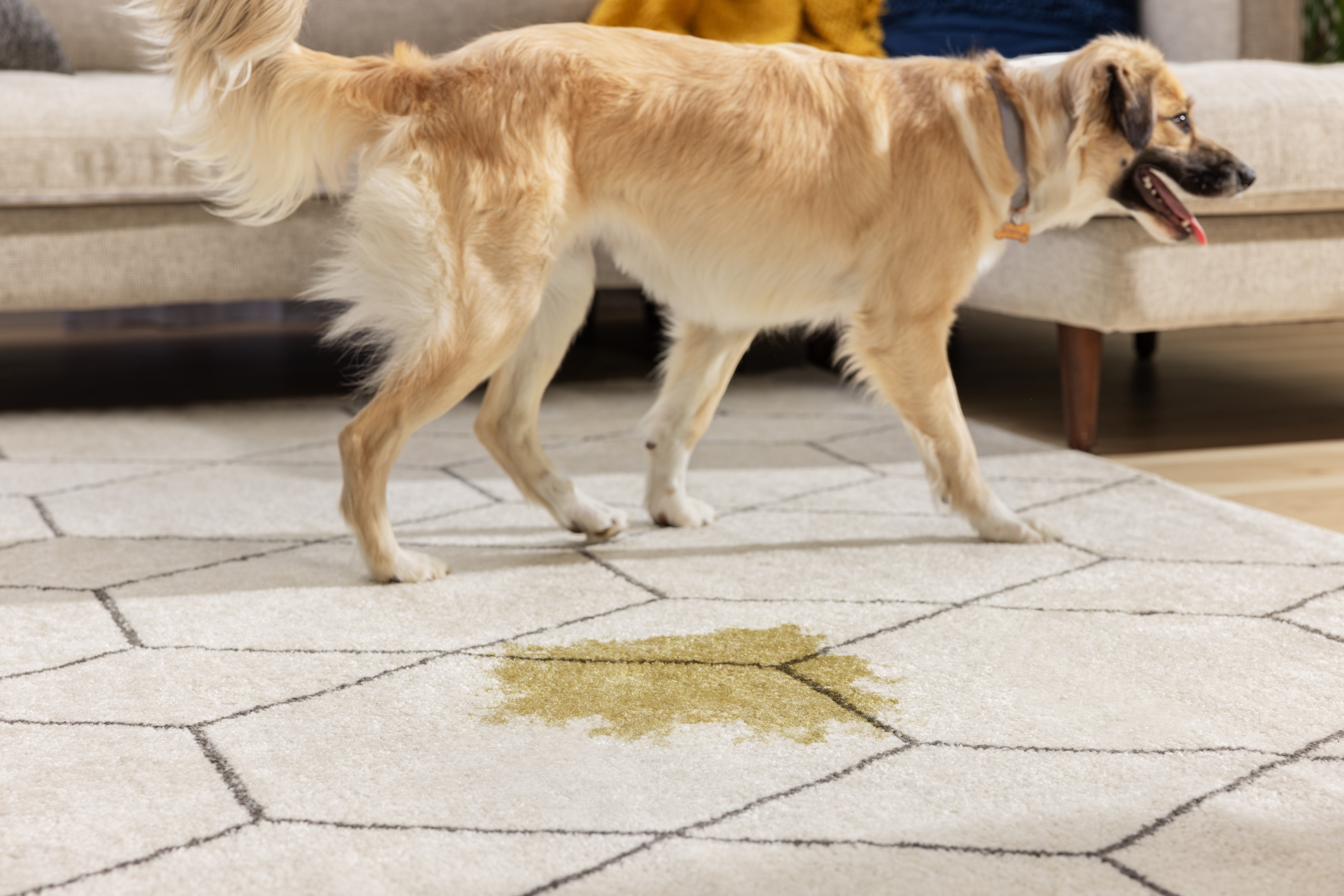 Pet accident on area rug with dog walking by. 