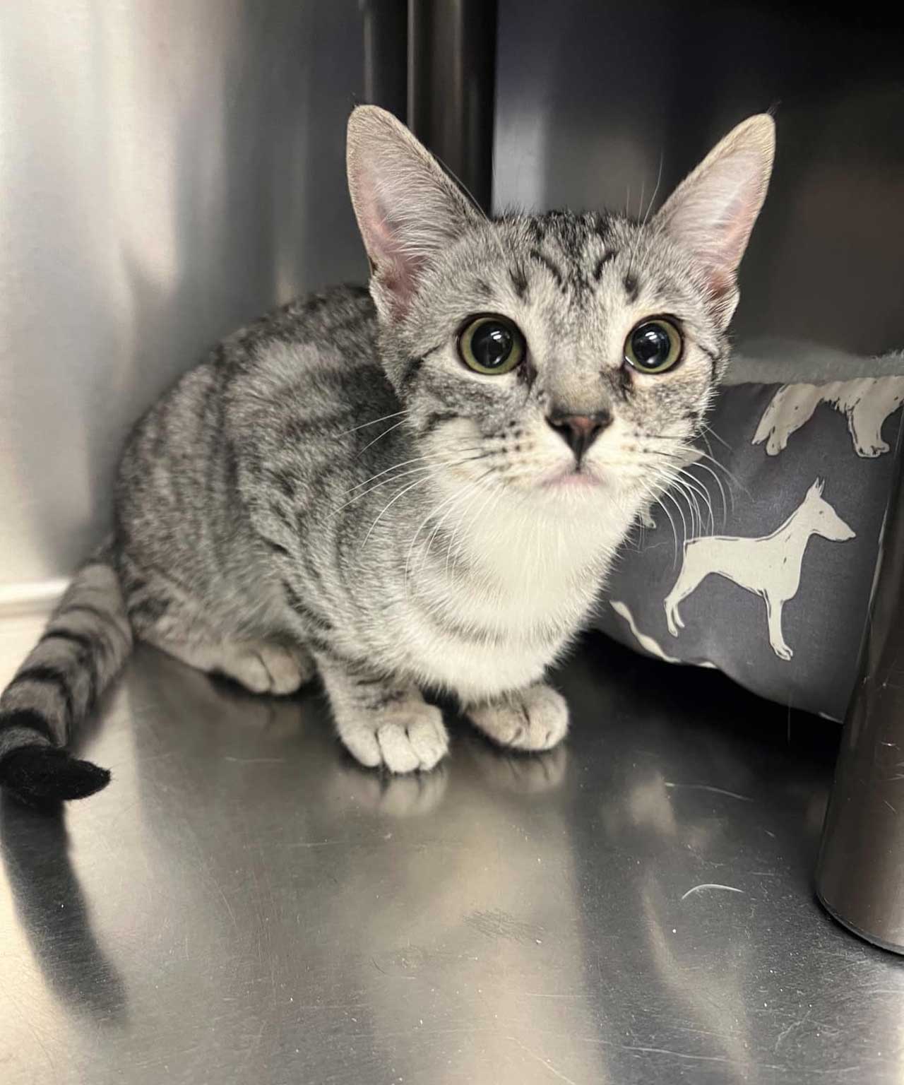 Kitten_transport_Cathy_1280x1536.jpg