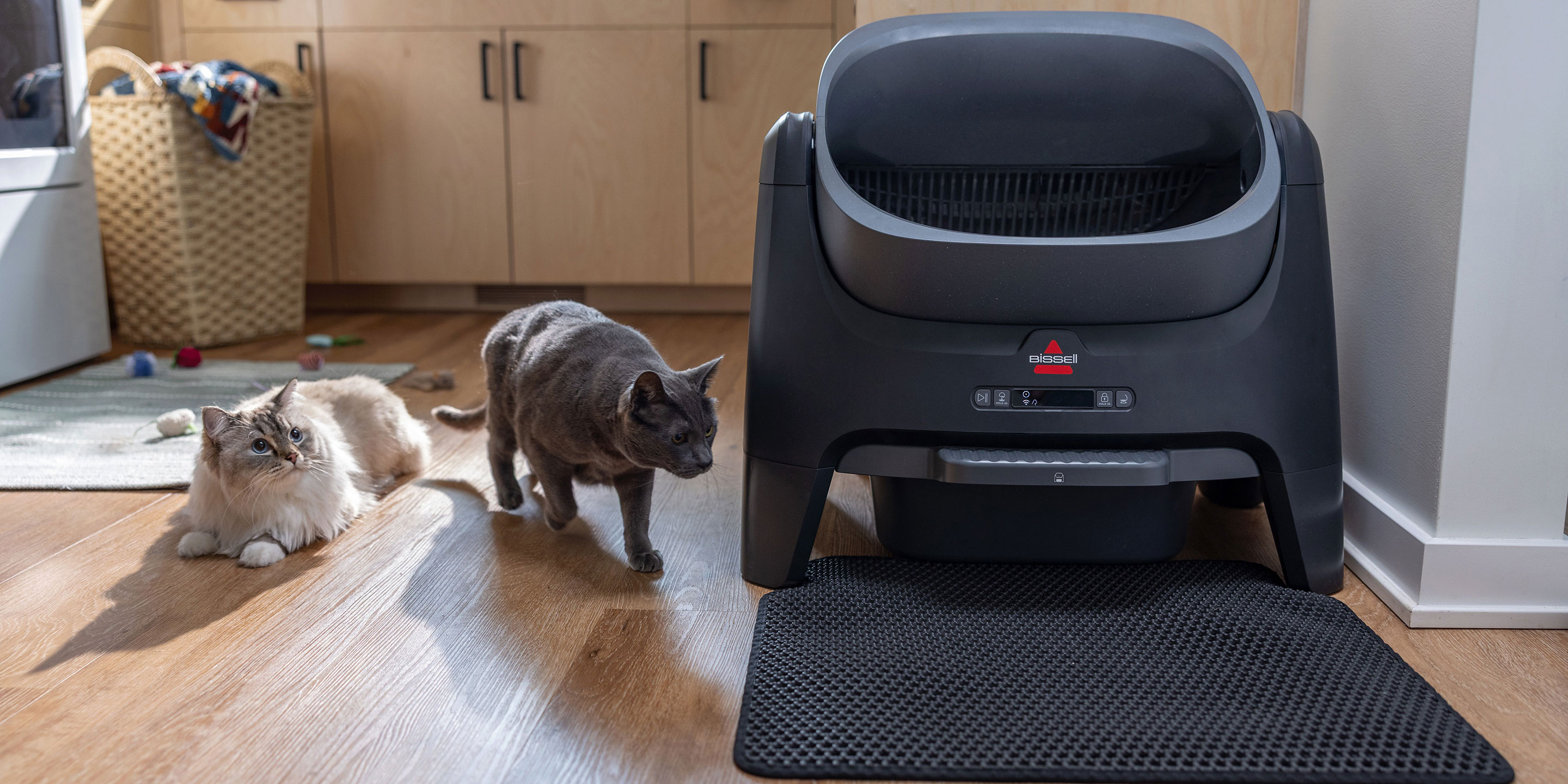 How to introduce your cat to a self-cleaning litter box