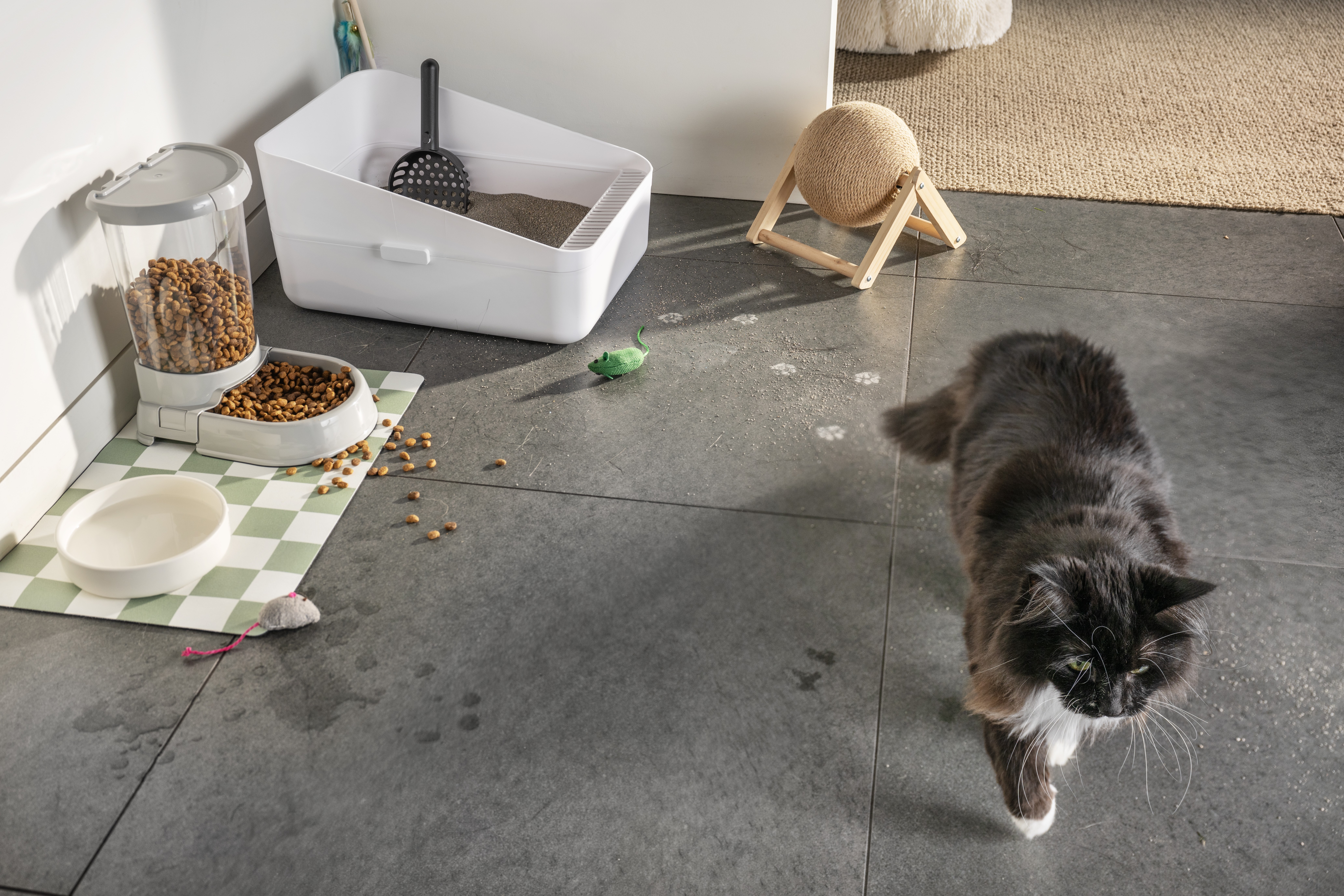 Cat walking away from a mess