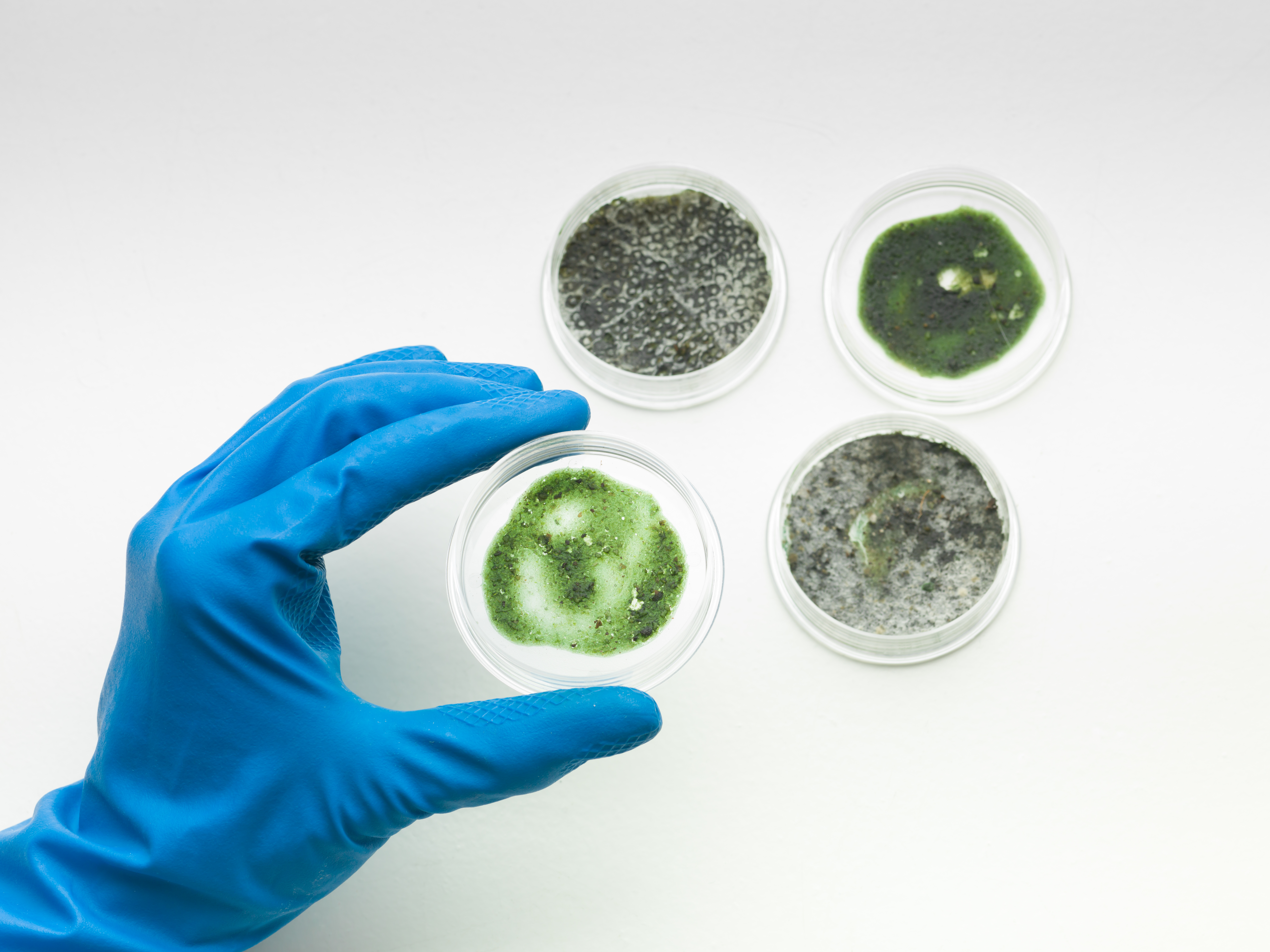 specimens-of-mold-with-hand-holding-one-2026-01-05-05-16-13-utc.jpg