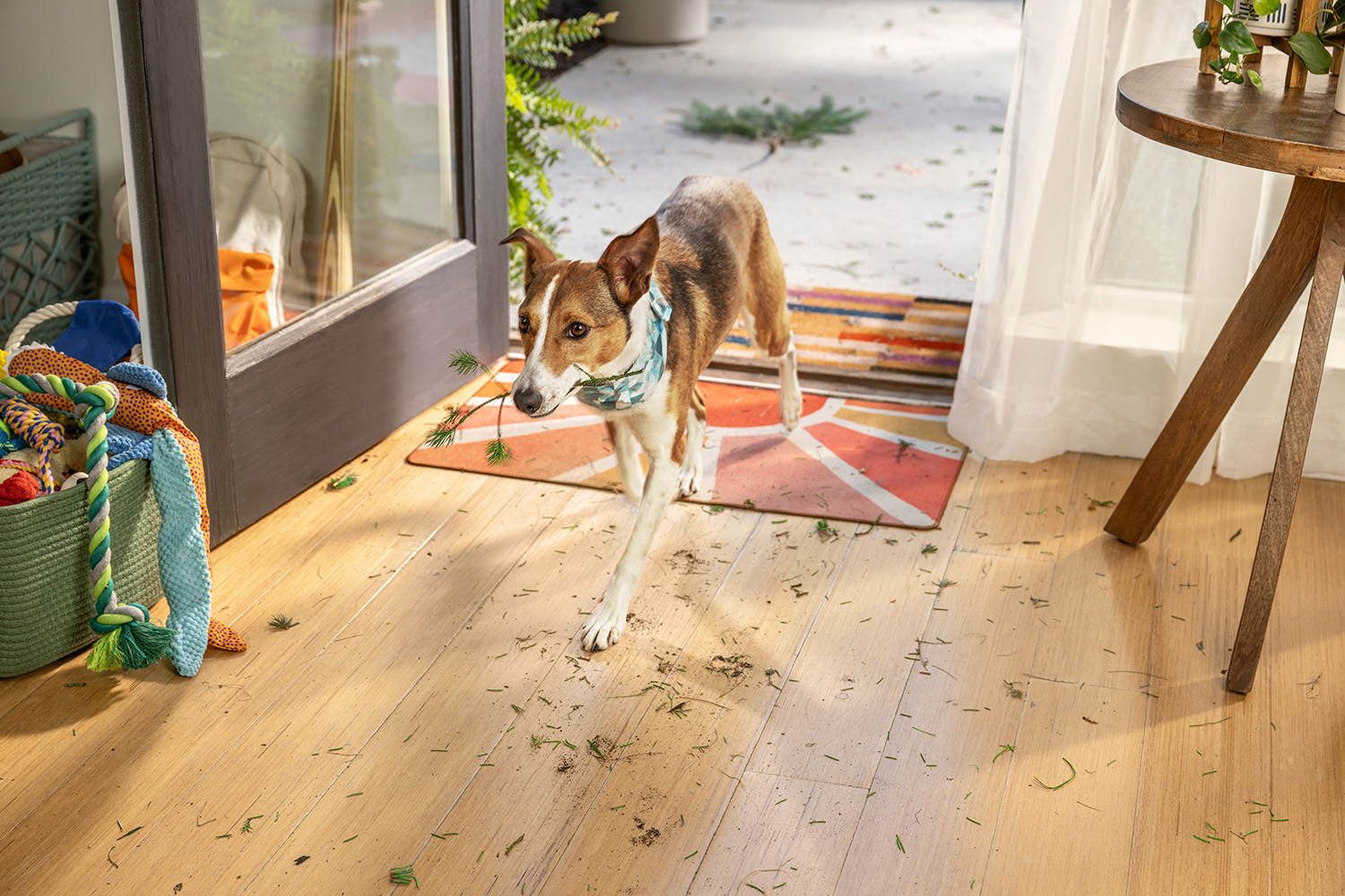 Dog leaving dirty paw prints on hardwood floors