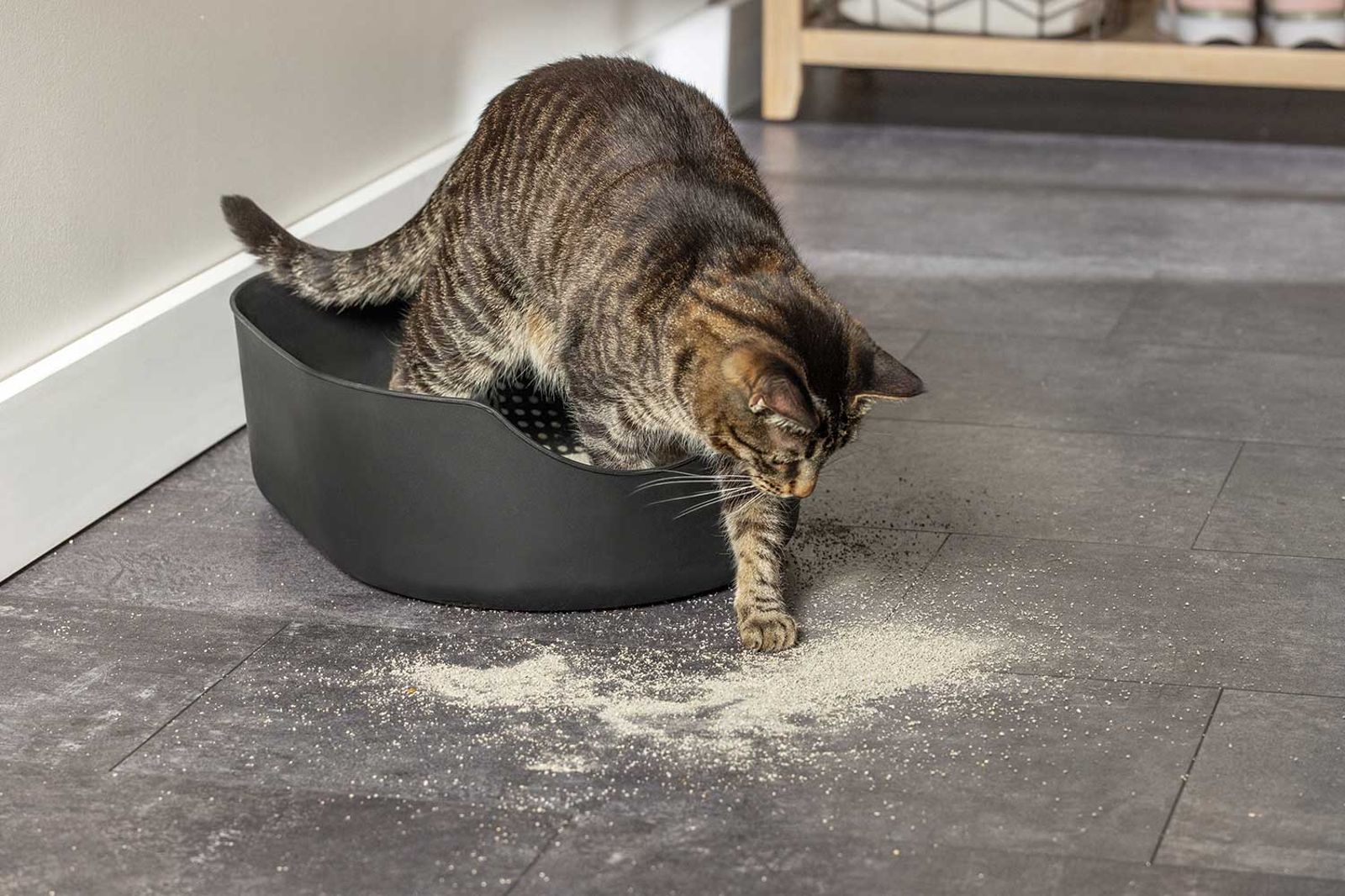 How to Clean Around Your Cat Litter Box: Removing Litter, Litter Dust ...