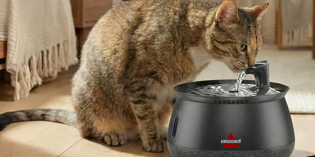 Does your cat prefer flowing water? Here's what the experts say